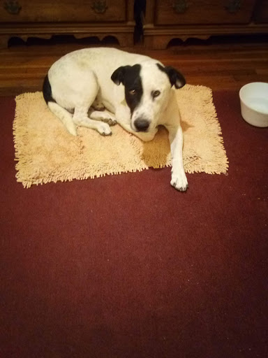 Animal Shelter «Humane Society of El Paso», reviews and photos