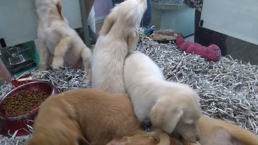 Pet Store «Animal House», reviews and photos, 7869 Hamilton Ave, Cincinnati, OH 45231, USA