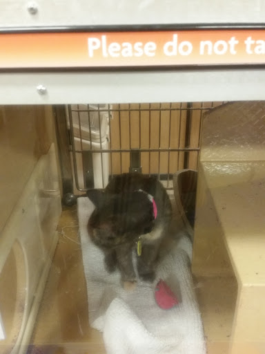 Pet Supply Store «PetSmart», reviews and photos, 2718 Legends Pkwy, Prattville, AL 36066, USA