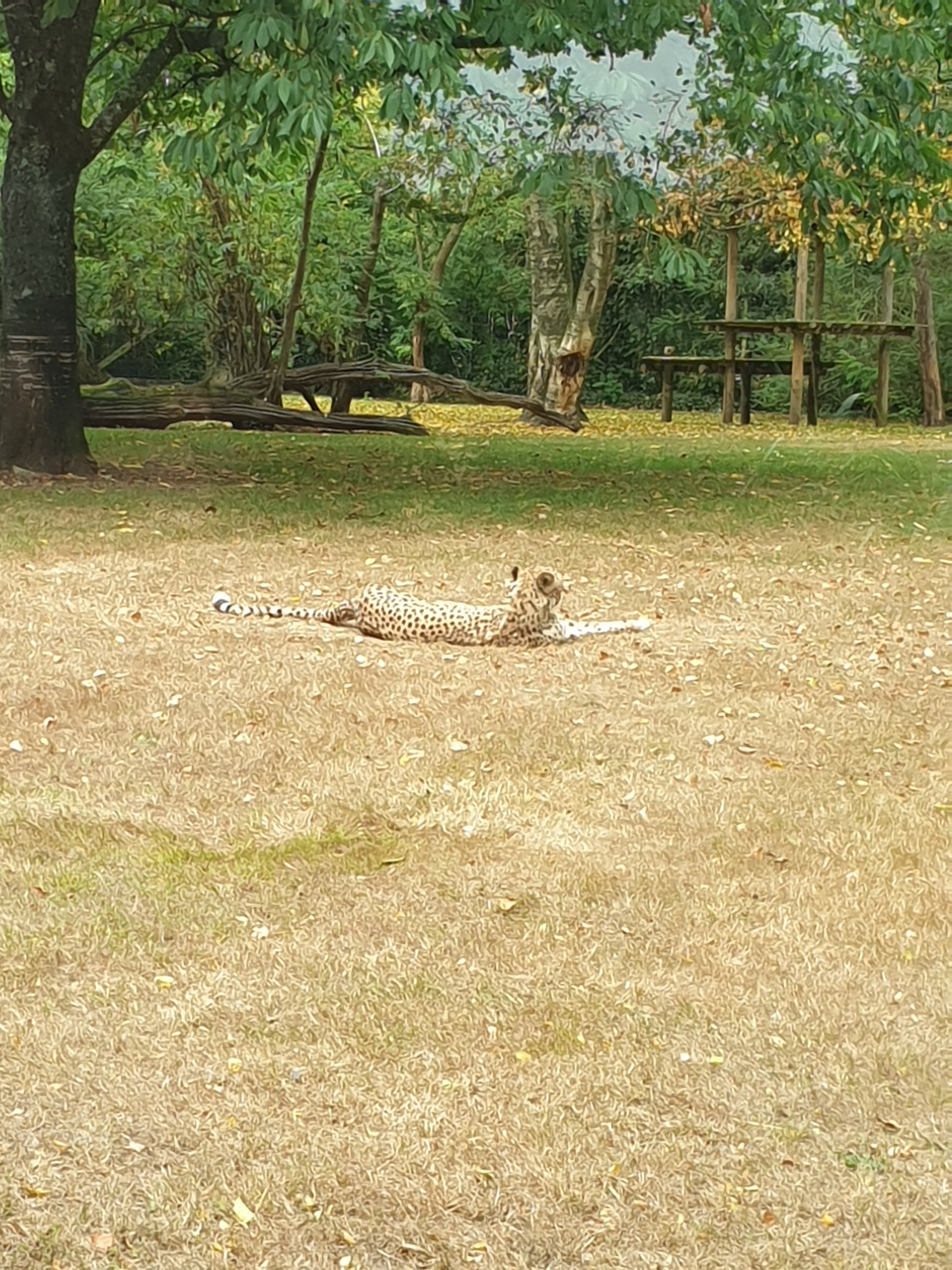 Photo n° 6 de l'avis de Jean-philippe.u fait le 13/08/2020 à 18:15
