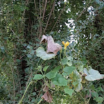 Photo n°7 de l'avis de Susanna.t fait le 11/12/2017 à 22:17 sur le  Trattoria Al Cantone à Modena