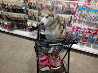 Petco - Photo 3 - Car repair in Farmington, MI, Detroit