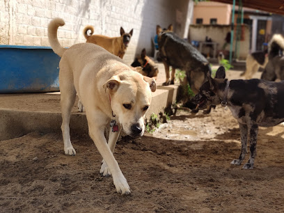 Tibet Canino Playground