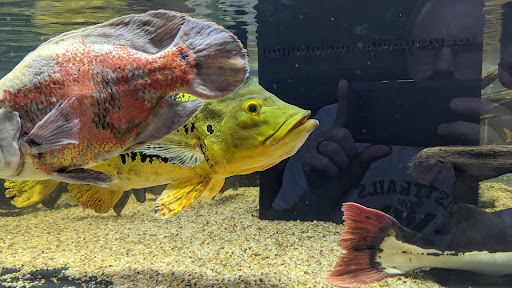 Pet Store «Miles of Exotics», reviews and photos, 8350 N Broadway, Kansas City, MO 64118, USA