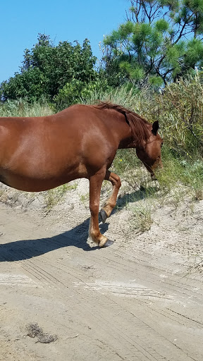 Non-Profit Organization «Corolla Wild Horse Fund», reviews and photos, 1129 Corolla Village Rd, Corolla, NC 27927, USA