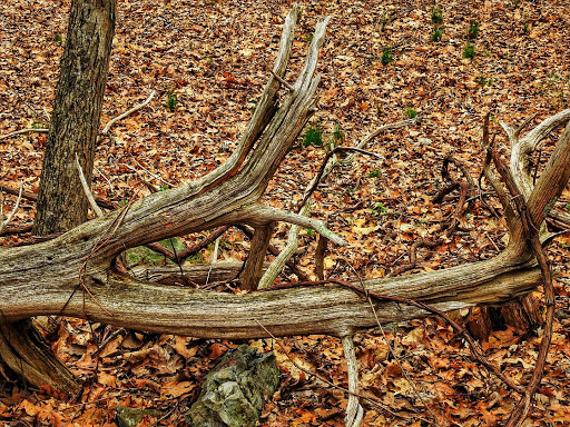 Hiking Area «Pocono Environmental Education Center», reviews and photos, 538 Emery Rd, Dingmans Ferry, PA 18328, USA