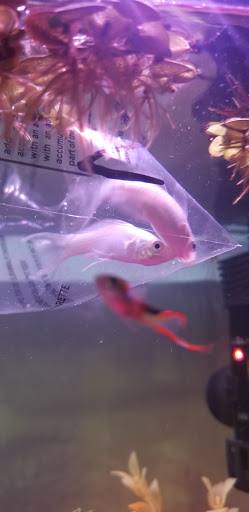 Pet Supply Store «PetSmart», reviews and photos, 5050 SE 14th St, Des Moines, IA 50320, USA