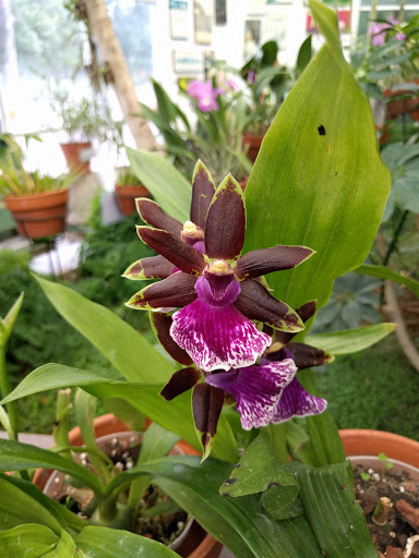 Jardín Orquidario