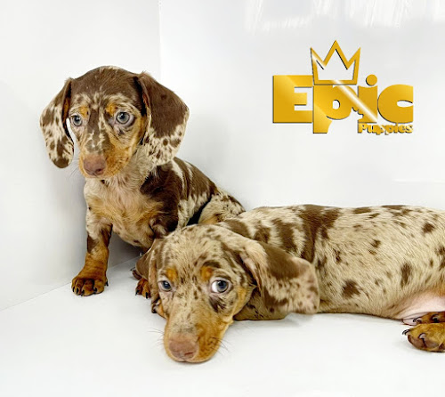  alt='Great service ,best pet shop gorgeous pets thank you to Ivonne in guiding in picking our dog thank you epic puppies for'