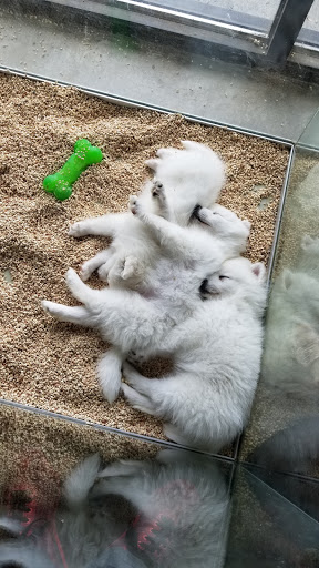 Pet Store «Critter Cabana - Wilsonville», reviews and photos, 8406 SW Main St #200, Wilsonville, OR 97070, USA