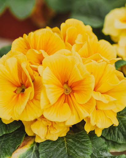 Home Improvement Store «Duvall True Value Hardware», reviews and photos, 15320 Brown Ave NE, Duvall, WA 98019, USA