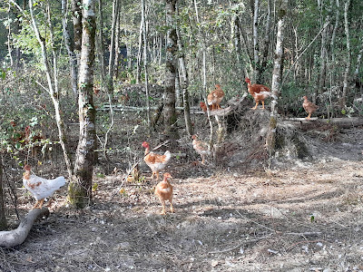 Ferme Bernatmoulié à Serres-Gaston