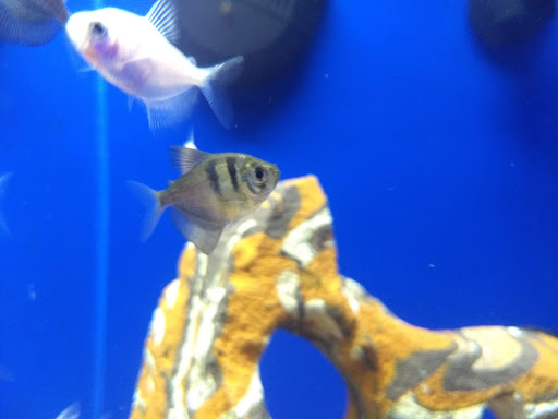 Pet Supply Store «PetSmart», reviews and photos, 948 Springfield Rd, Union, NJ 07083, USA