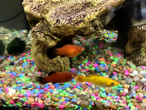 Pet Supply Store «Petco Animal Supplies», reviews and photos, 4030 N MacArthur Blvd #200, Irving, TX 75038, USA