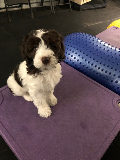 Dog Trainer «Calling All Dogs», reviews and photos, 6088 S Highland Dr, Holladay, UT 84121, USA