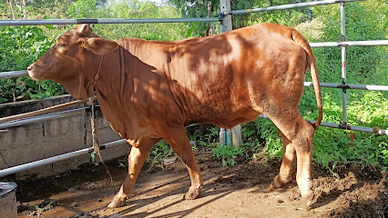 TC Farm Cow