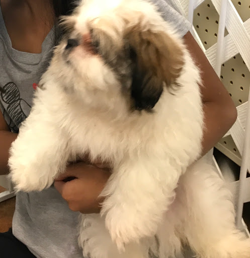 Pet Store «Fairwood Pet Center», reviews and photos, 14201 SE Petrovitsky Rd, Renton, WA 98058, USA