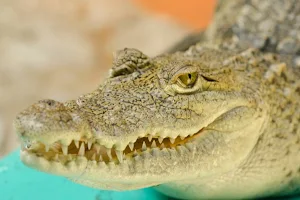 Croco Cun Zoo image