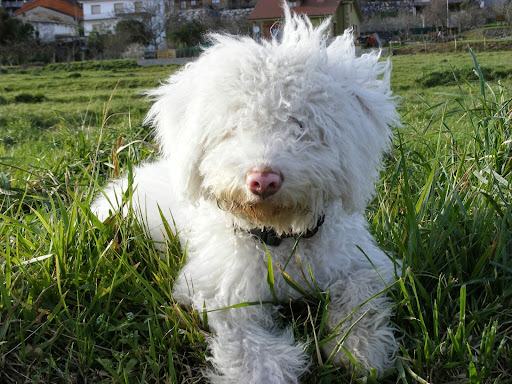 Clínica Veterinaria Valle Camargo en Muriedas