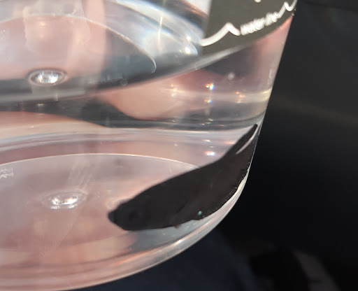 Pet Supply Store «Petco Animal Supplies», reviews and photos, 45205 Worth Ave, California, MD 20619, USA