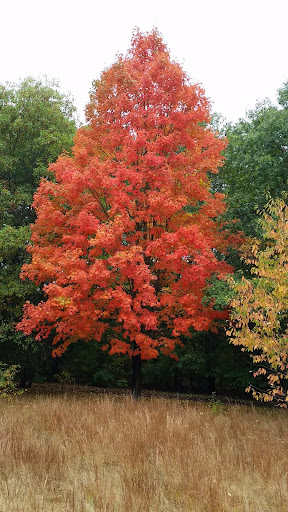 Park «Norumbega Park», reviews and photos, 2285 Commonwealth Avenue, Auburndale, MA 02466, USA