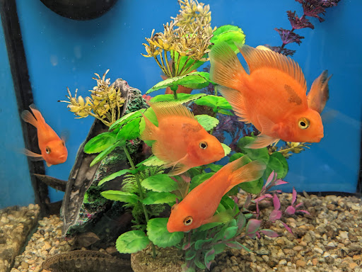 Pet Supply Store «Pet Supplies Plus», reviews and photos, 5708 State St, Saginaw, MI 48603, USA