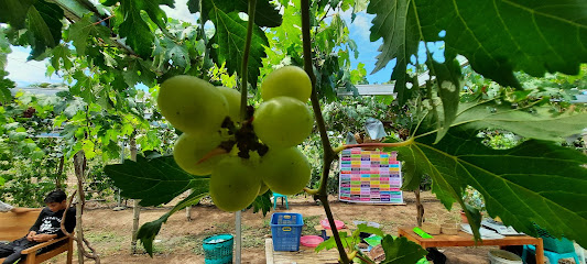 Kebun Anggur (D'Na Garden)