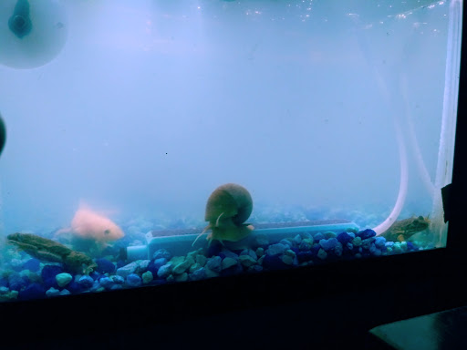 Pet Store «Slither & Swim», reviews and photos, 38 Saw Mill Rd # 16, West Haven, CT 06516, USA