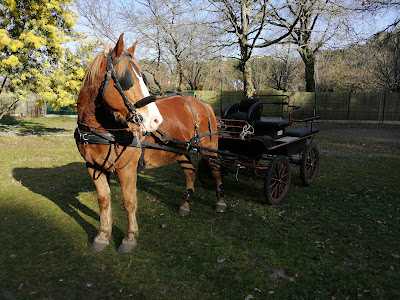 LE RANCH : LA ROUE LIBRE 40 à Saint-Julien-en-Born