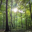 Seymour Nature Preserve