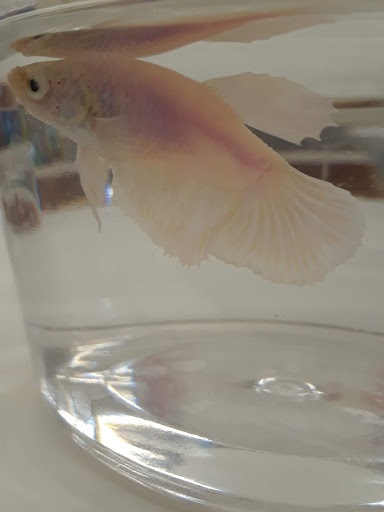 Pet Supply Store «Petco Animal Supplies», reviews and photos, 27111 167th Pl SE #113, Covington, WA 98042, USA