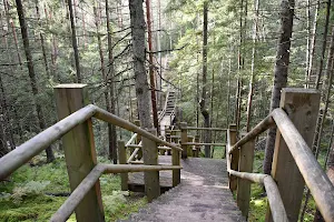 Lake Peter nature trail image