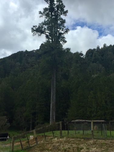 Whangamomona Saddle Open Times