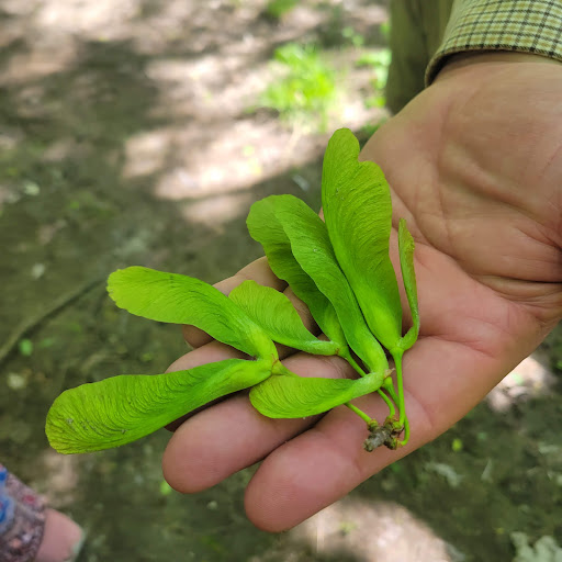 Park «Rouge Park», reviews and photos, Joy Rd, Detroit, MI 48228, USA