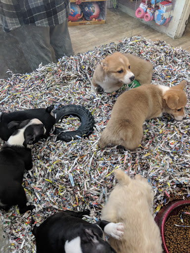 Pet Store «Animal House», reviews and photos, 7869 Hamilton Ave, Cincinnati, OH 45231, USA