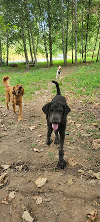 Timber Paws - Photo 5 - Car repair in Bellingham, WA, Bellingham
