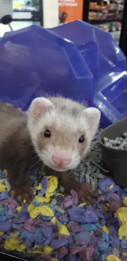 Pet Supply Store «Petco Animal Supplies», reviews and photos, 2784 W Peoria Ave, Phoenix, AZ 85029, USA