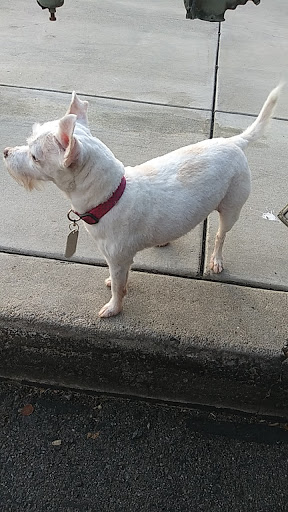 Pet Store «Yuppie Puppies Pet Shop», reviews and photos, 1218 Magnolia Ave, Corona, CA 92881, USA