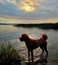 Adventure Dog Walks - Photo 4 - Car repair in , Eugene