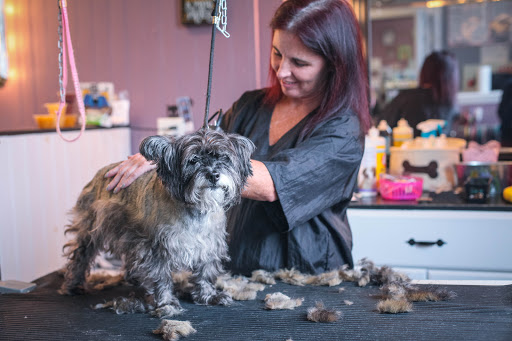 Pet Groomer «Pet-icure Pet Grooming & Supplies», reviews and photos, 89 Main St, Pepperell, MA 01463, USA