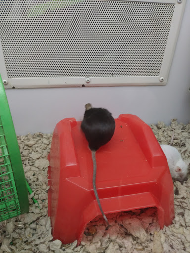 Pet Supply Store «Petco Animal Supplies», reviews and photos, 205 Washington St #11, Hudson, MA 01749, USA