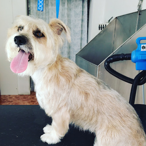 Jupesma Centro Veterinario y Peluqueria Canina en Lugones