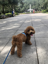 Downtown Doggy Savannah - Photo 2 - Car repair in , Savannah