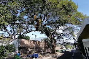 Tree Wailing / Esclavos image