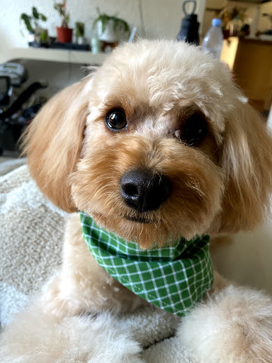 Pet Groomer «Pet Choice», reviews and photos, 4203 MacArthur Blvd, Oakland, CA 94619, USA