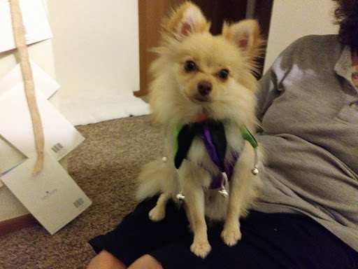 Pet Store «Petland», reviews and photos, 4082 William Penn Hwy #49B, Monroeville, PA 15146, USA