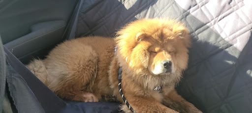 Dog Trainer «Suite Dog Daze», reviews and photos, 2090 Front St NE, Salem, OR 97301, USA