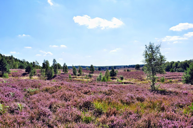 Photo Ferienwohnung Ferienwohnung Lühr 21274 Undeloh