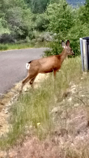 Park «Nature Park», reviews and photos, 2250 Gold Ave, Helena, MT 59601, USA