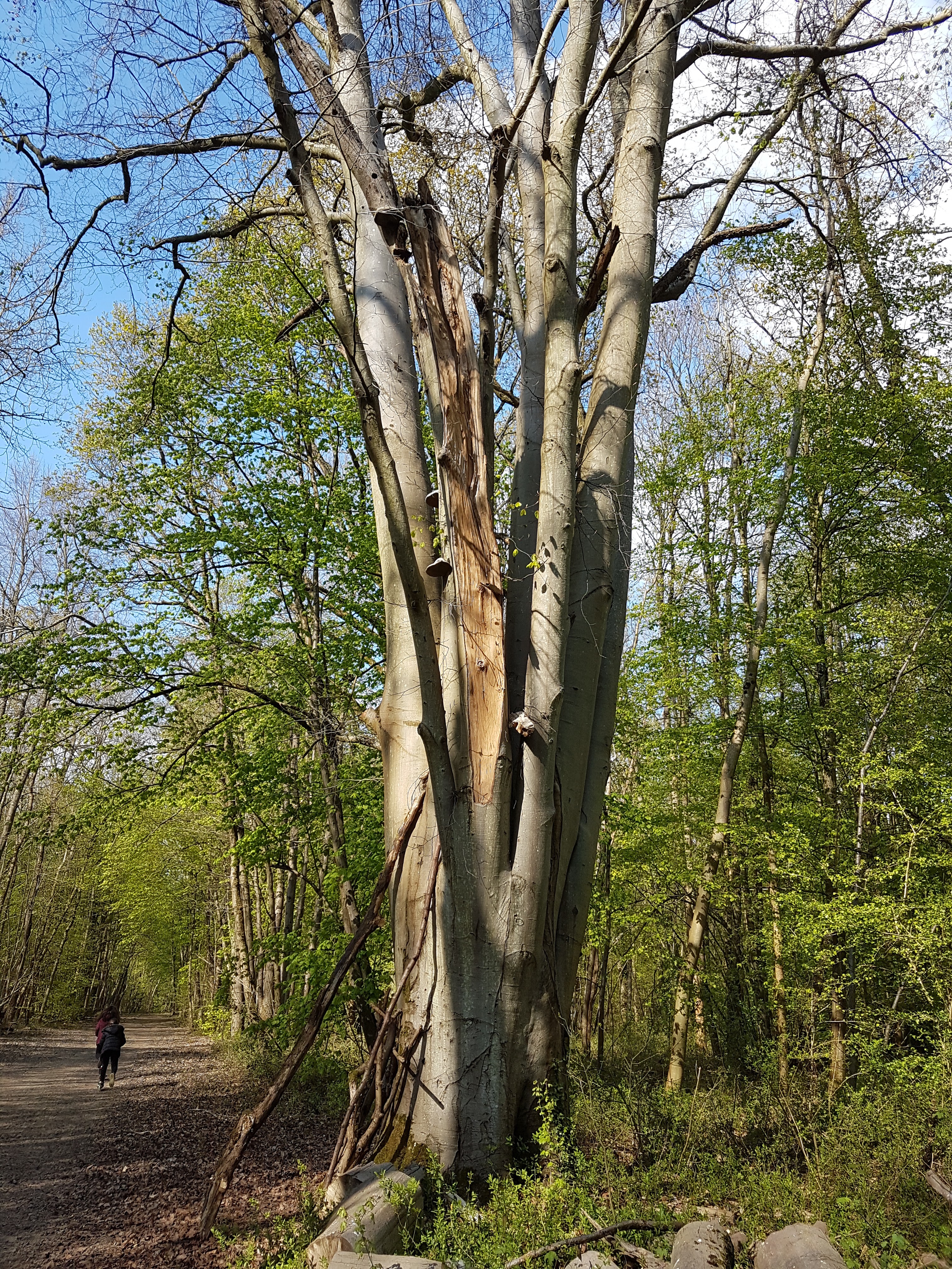 Photo n° 11 de l'avis de flo.i fait le 13/04/2019 à 15:54